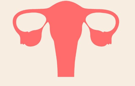 What is the normal size of uterus