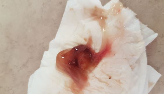 Pictures Of Dogs Mucus Plug Pictures Of Dogs Mucus Plug