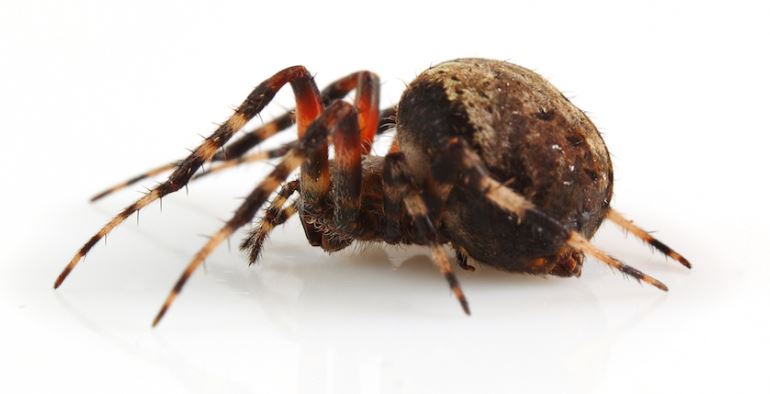 Orb spider bite
