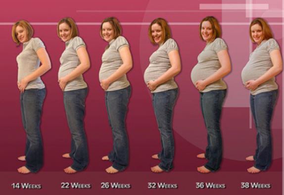 belly sizes